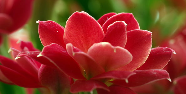 piros, virág, a szirmok, boldogulni, Cserepes, lila, kisebb