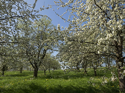 orchards, garden, nature, spring, cherry, flower