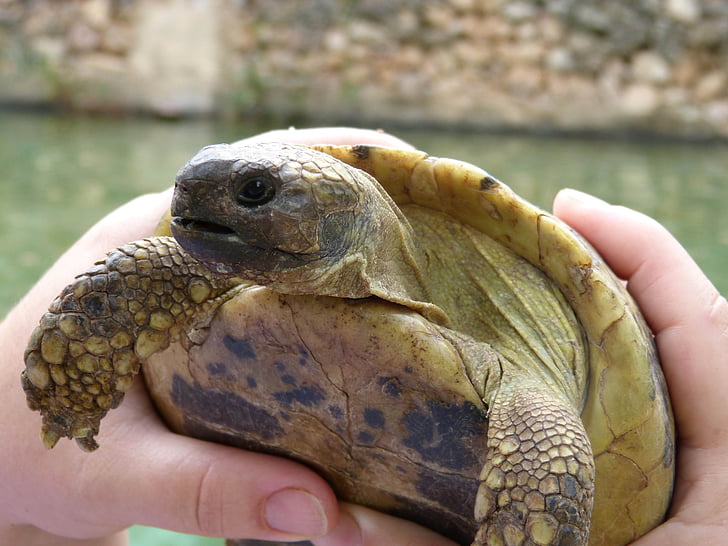 mediterrane schildpad, Priorat, Montsant, Natuurpark, detail