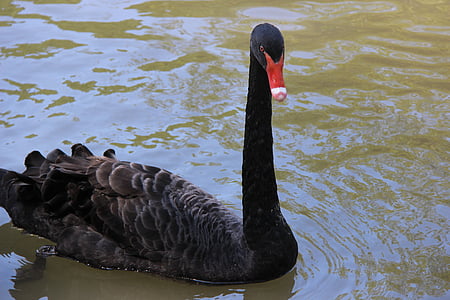 Černá labuť, Mauricius, parku, jezero, zvíře