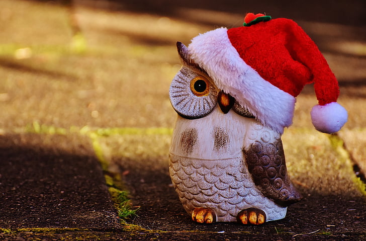 Vánoční, sova, Santa čepice, kontemplativní, obrázek, dekorace, Fajn