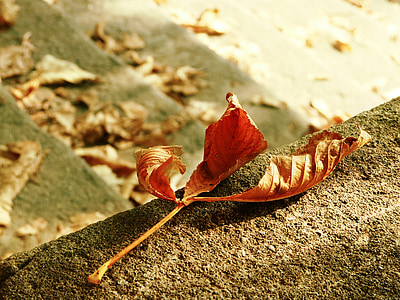 jesień, liść, pozostawia, upadek, Natura, Kolor, sezon