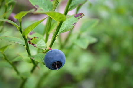 Blueberry, owoce, upraw, sok, jedzenie, świeży, zielony