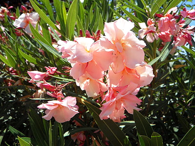 oleander, mediterranean, south, bush, ornamental plant, blossom, bloom