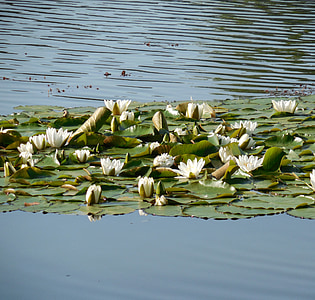vodeni ljiljan, nuphar, cvijet, cvatu, vodene biljke, cvijet, vode