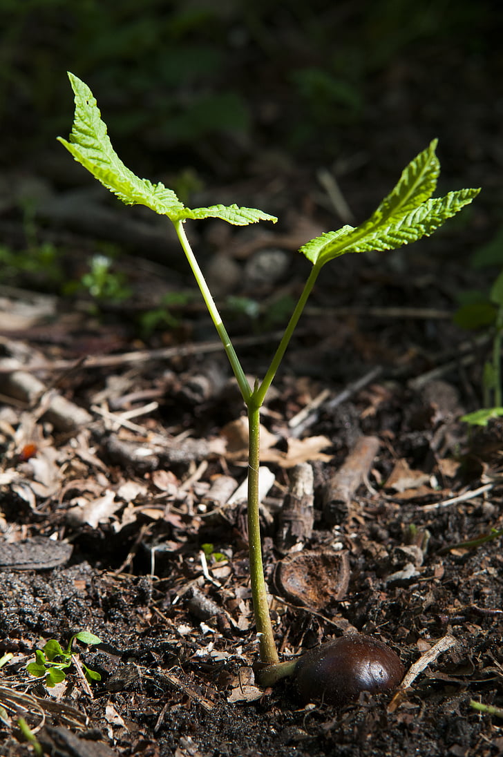bosc, Castanyer, primavera, botó, arbre, plàntula, creixement
