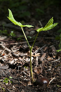 lasu, kasztan, wiosna, przycisk, drzewo, Sadzonka, wzrost