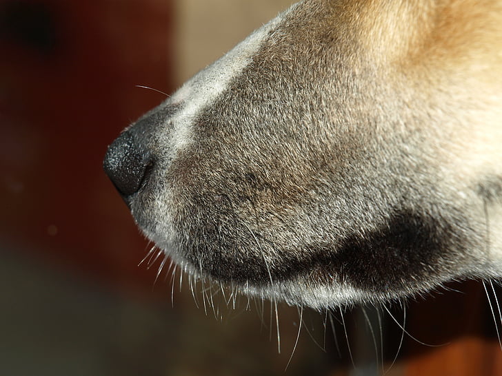 dog snout, snout, nose, animal, dog, close, pets