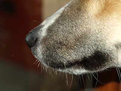 hond snuit, snuit, neus, dier, hond, sluiten, huisdieren