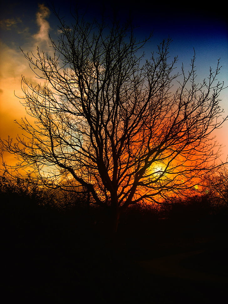 albero, tramonto, bella, cielo, nuvole, arancio, rosso