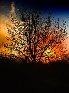 drzewo, zachód słońca, piękne, niebo, chmury, pomarańczowy, czerwony