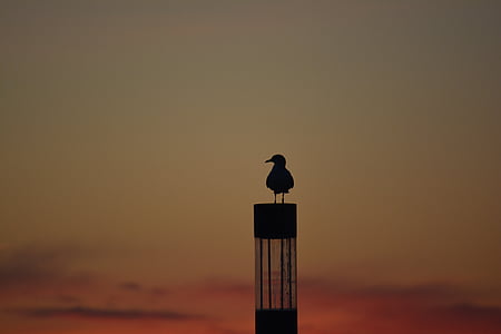 seagull, sunset, outline, coast, mood, sky, evening
