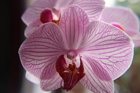 orchid, blossom, bloom, flower, violet, plant, close
