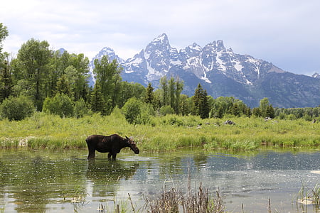 Grand teton, Parco nazionale, Moose, montagna, Lago, natura, animale