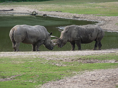 rhino, africa, safari, wild, big game, animal, pachyderm