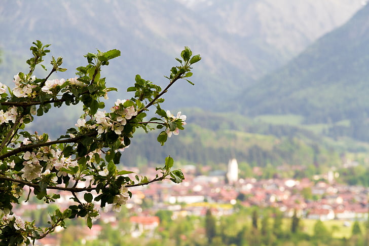 Oberstdorf, almafa, alpesi, hegyek, természet, Allgäu