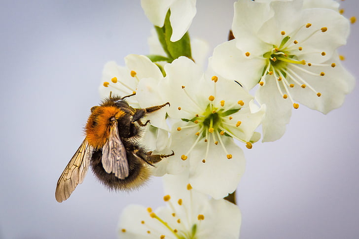 Blossom, Bloom, Hummel, bestuiving, insect, natuur, Tuin