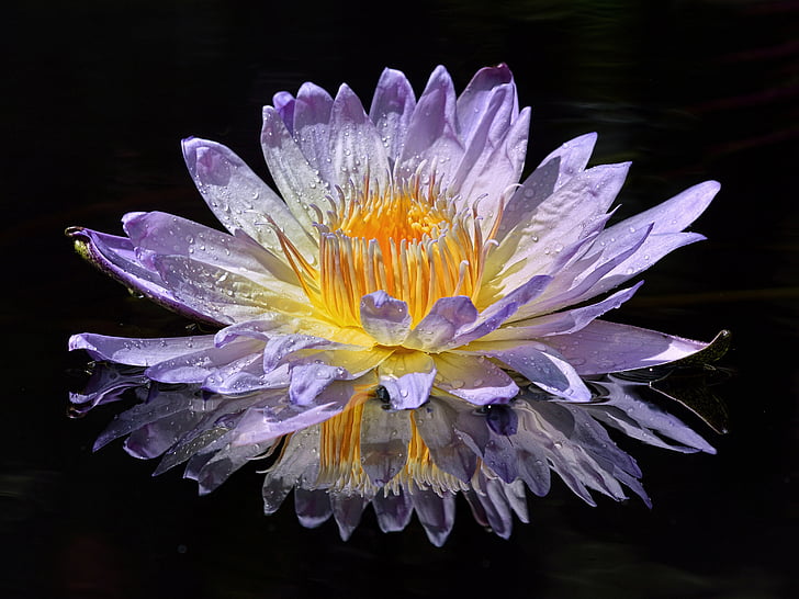 purple, yellow, flower, petal, reflection, flora, flower head