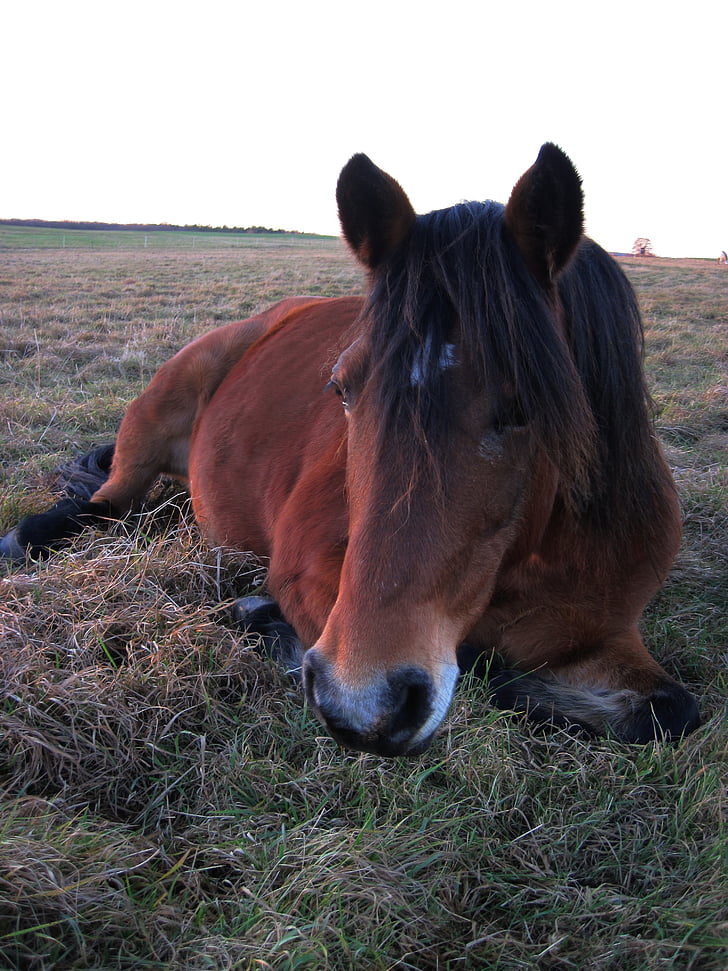 poney, pâturage, préoccupations, cheval, attention, curieux, brun