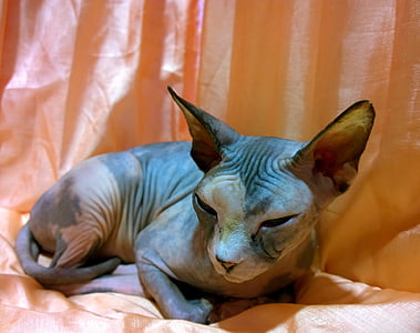 gatto Sphynx, a riposo, senza peli, nazionali, animale domestico, mammifero, Visualizza