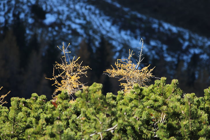 Làrix, Pinus mugo, neu de tardor