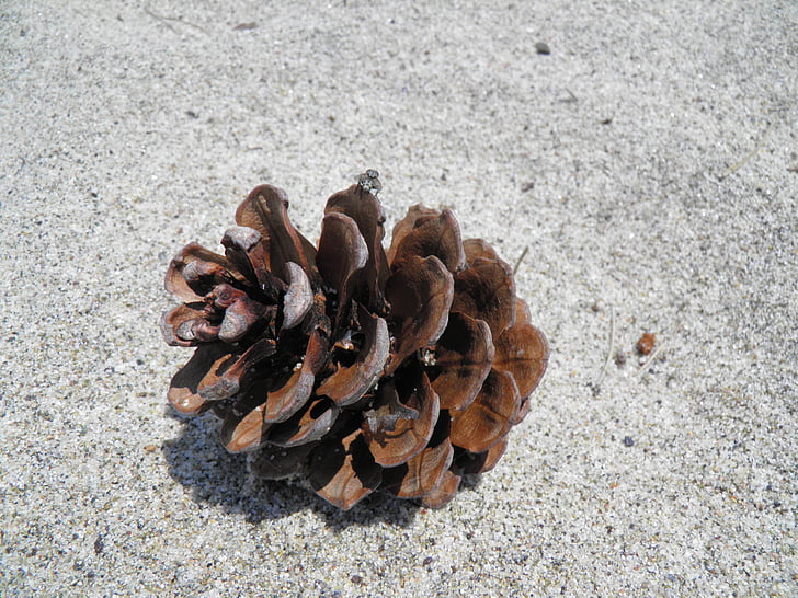 pinecone, cone, dried, brown, fallen, coniferous, conifer