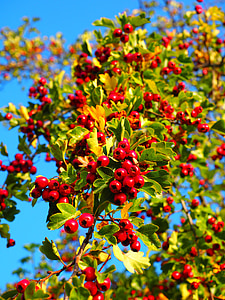 marjat, hedelmät, punainen, eingriffeliger hawthorn, Bush, hedge, lehdet