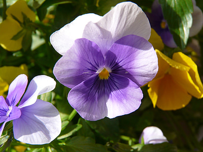 cyclamen, ungu, Blossom, mekar, bunga, alam