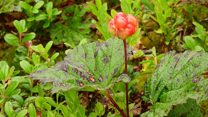 maliny moroszki, Rubus chamaemorus, Szwecja, płód, sånfjället