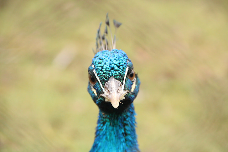 lintu, sininen, lennot, Peacock