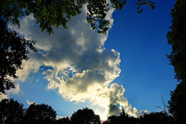 ağaç tops, gökyüzü, bulutlar, yukarı doğru, ararken, doğa, mavi