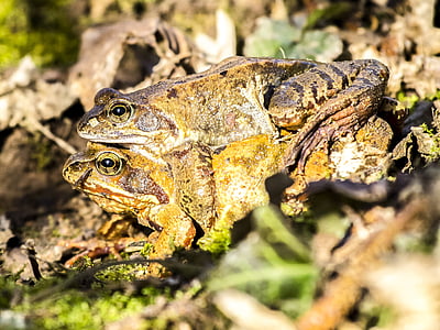 frog, common frog, amphibians, nature, animal
