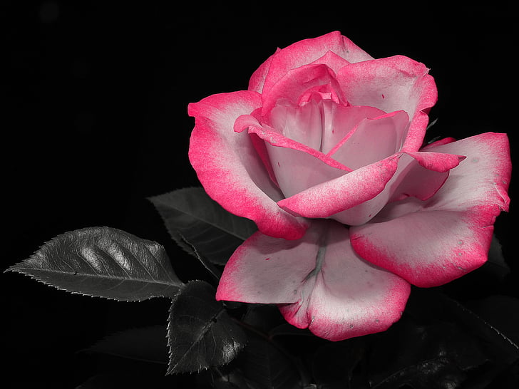 Rose, rosier arbustif, Rose, fleur rose, beauté, plante, nature