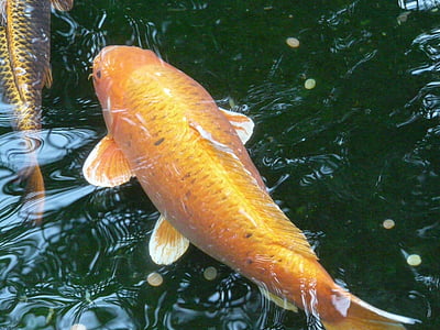 Zlatna ribica, vode, riba, stvorenje, životinja, plivati, Peraja