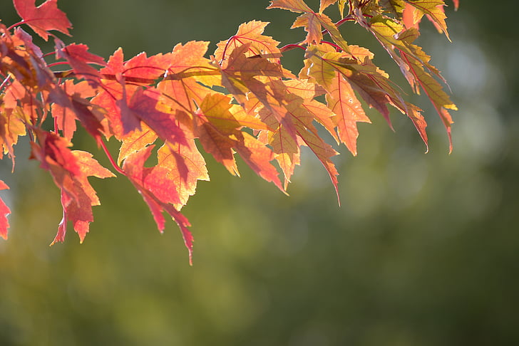otoño, Arce, colorido, amarillo, caída, temporada, naturaleza