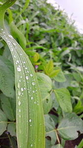 pingos de chuva, folha, verde