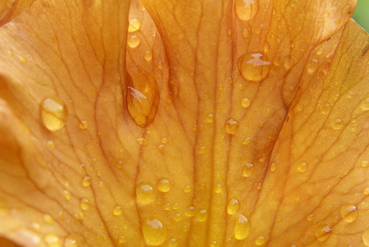 Iris, bunga, titisan hujan, musim semi, alam, Flora, Taman