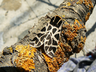 papillon, noir et blanc, point de riz, lichen