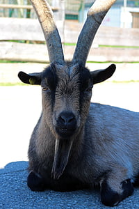 billy goat, goat, animal, horned, livestock, goatee, domestic goat