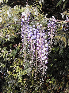 紫藤, 春天的花朵, 伍兹