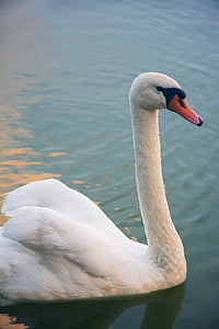 Swan, vták, zviera, Príroda, pero, voľne žijúcich vtákov, jazero