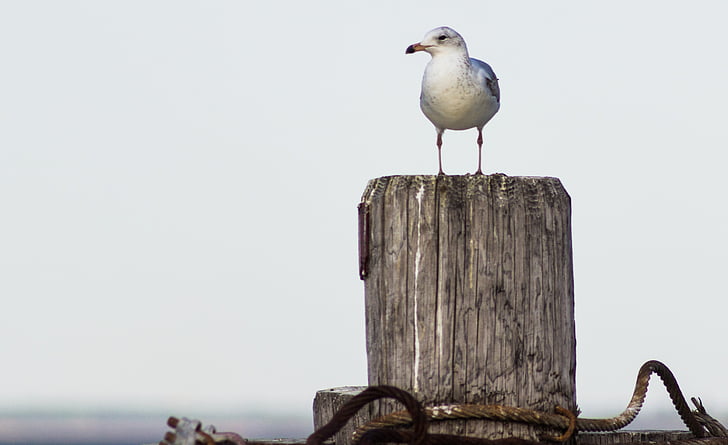 sea gull, bird, post, standing, seagull, wildlife, nature