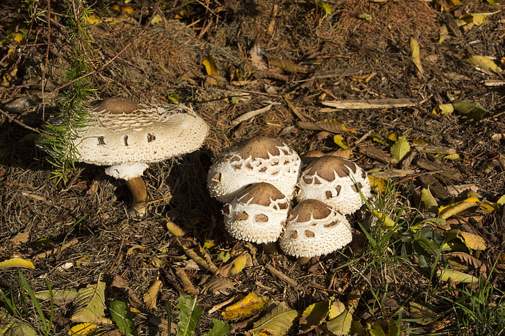 mushrooms, nature, close, forest, plant, autumn