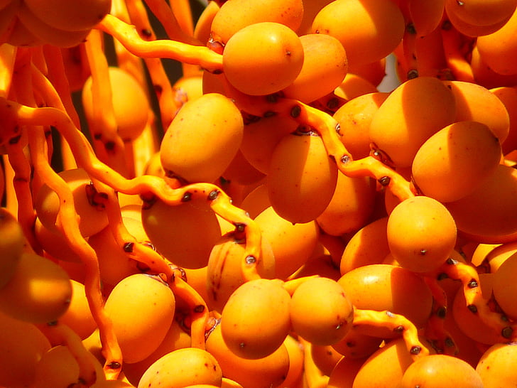 dates, palm, date palm, fruits, yellow, orange
