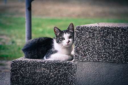 cat, feline, looking, cute, sitting, steps, outdoors
