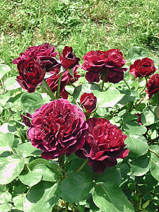 roser, handel skrånende, Austin, engelsk, lilla, Rose bush, blomster