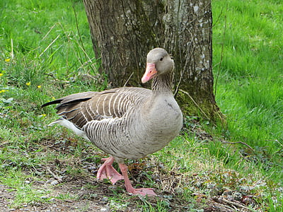 greylag goose, goose, poultry, water bird, animal, gander, duck bird