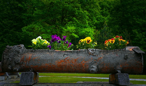 vase naturel, fleurs, naturel, vase, nature, plante, couleurs