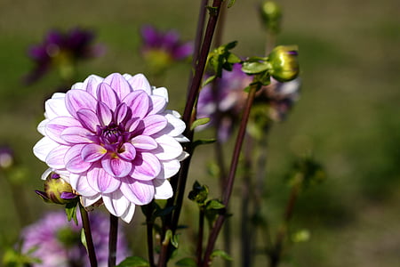 Dahlia, lill, õis, Bloom, Dahlia Aed, suve lõpus, aia taimede