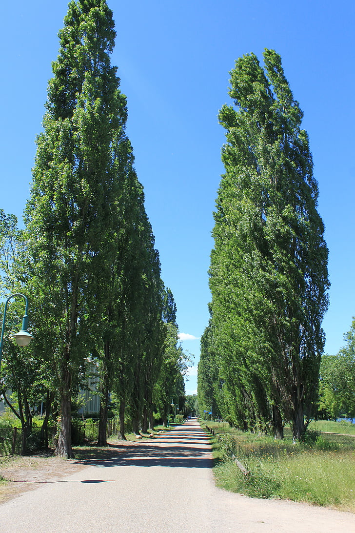 arbre, chaussée, route, voie de, chemin d’accès, Sky, organique